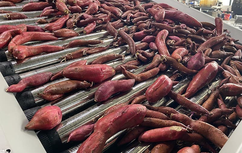 images/1686912234183sweet potato grading machine.jpg